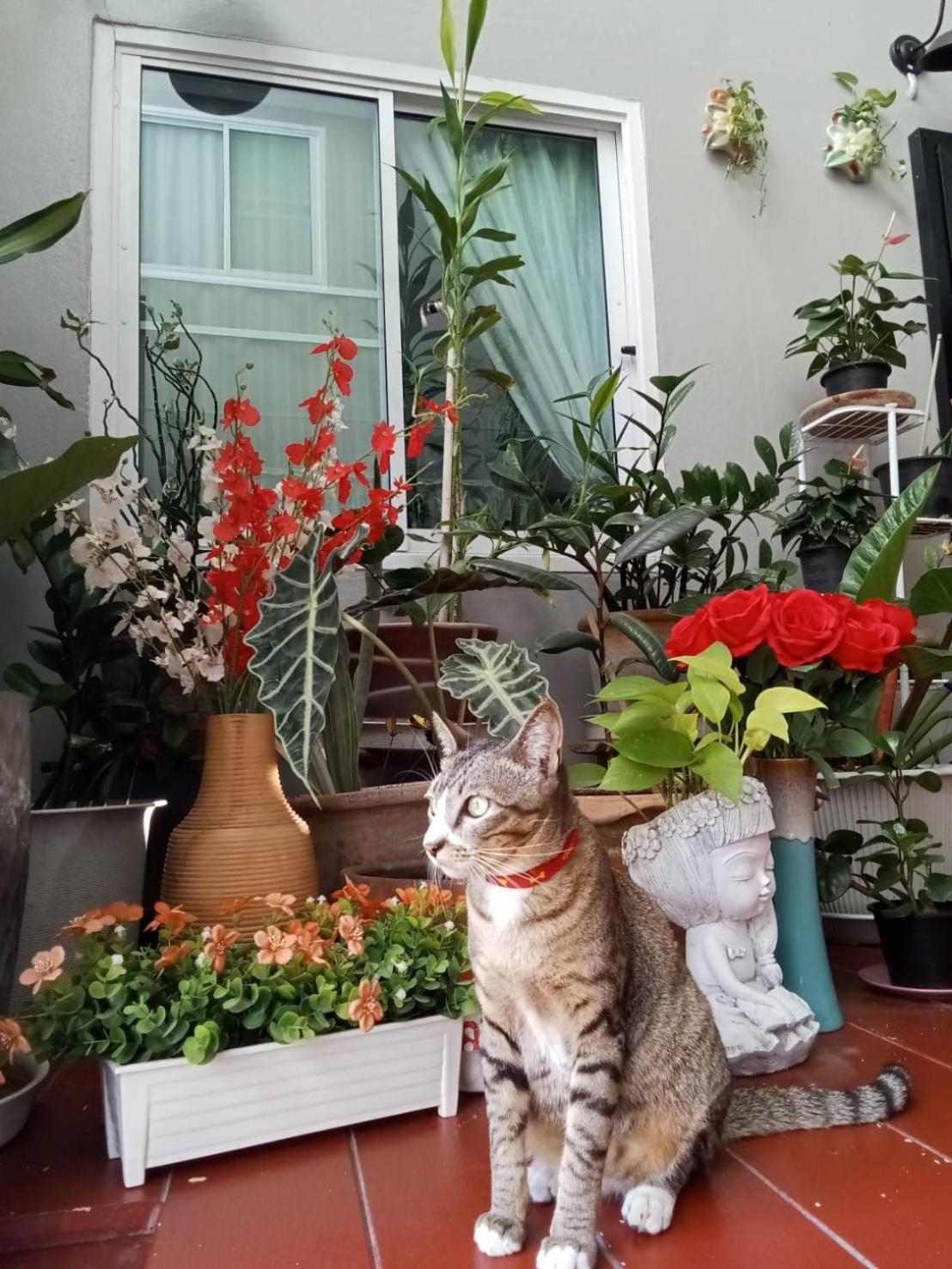 Vlodge House 清邁 外观 照片